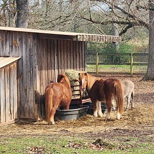 Noah's Ark - Mini-horses