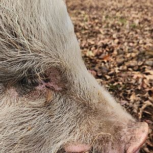 Noah's Ark - Potbelly pig