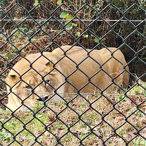 Noah's Ark - Liberty the lion