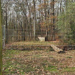 Noah's Ark - Tiger exhibit