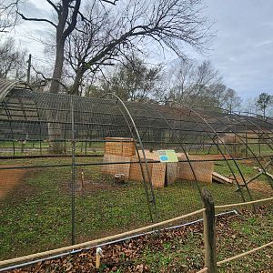 Noah's Ark - Patagonian Mara exhibit