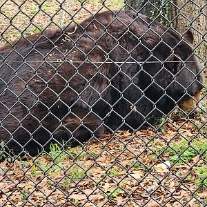 Noah's Ark - Baloo the bear