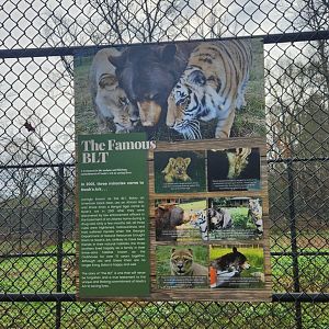 Noah's Ark - "The famous BLT"