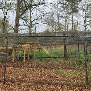 Noah's Ark - Bobcat enclosure
