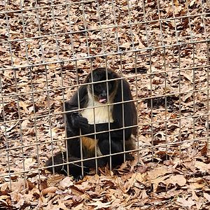 Noah's Ark - Mexican Spider Monkey
