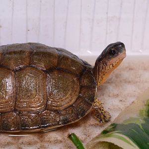 Furrowed wood turtle (Rhinoclemmys areolata)