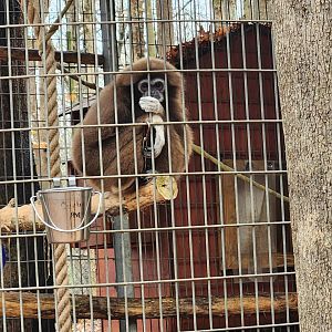 Noah's Ark - Lar Gibbon