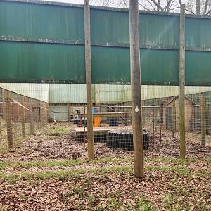 Noah's Ark - Capuchin enclosure