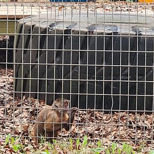 Noah's Ark - "Weeper" Capuchin