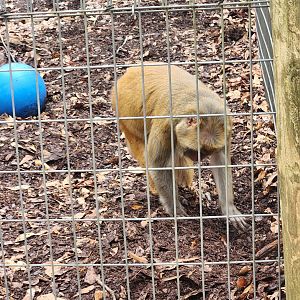 Noah's Ark - Rhesus Macaque