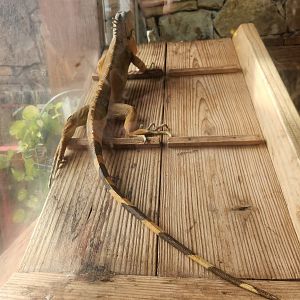 Noah's Ark - Green Iguana