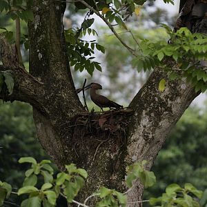 Hamerkop (Scopus umbretta)