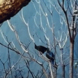 Schalow's Turaco pair 1977 Rainforest Exhibit