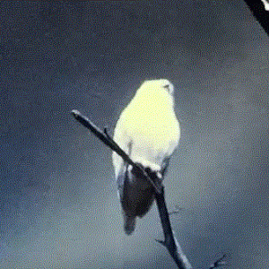 Snowy Owl in Woodland Exhibit 1977