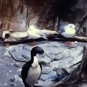 Gulls and Cormorants 1977