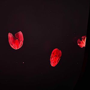 Bloodybelly comb jellies, Lampocteis cruentiventer