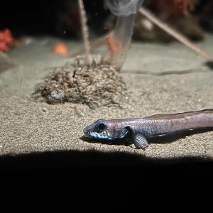 Snakehead eelpout, Lycenchelys crotalinus