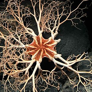 Basket star, Gorgonocephalus eucnemis