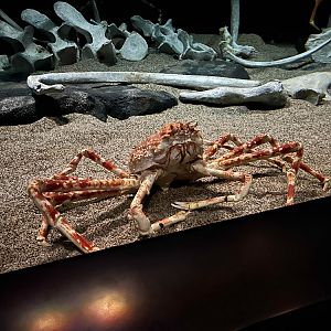 Japanese spider crab, Macrocheira kaempferi