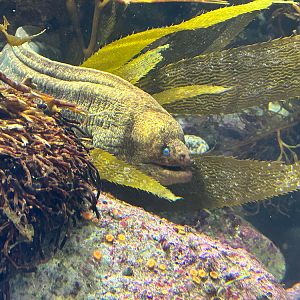 California moray eel, Gymnothorax mordax