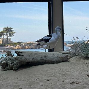 American avocets, Recurvirostra americana