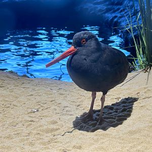 Black oystercatcher, Haematopus bachmani