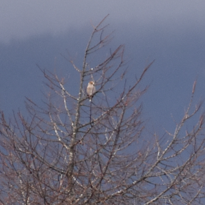 Hawfinch ~ Karuizawa