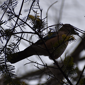 Eurasian Jay ~ Karuizawa
