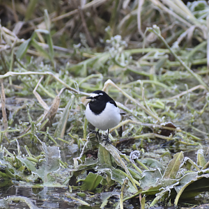Japansese Wagtail ~ Karuizawa