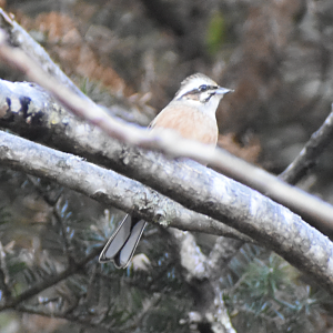 Rustic Bunting ~ Karuizawa