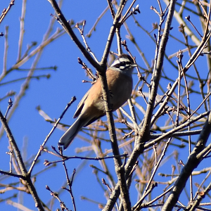 Meadow Bunting ~ Karuizawa
