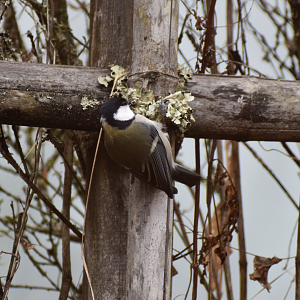 Japanese tit ~ Karuizawa