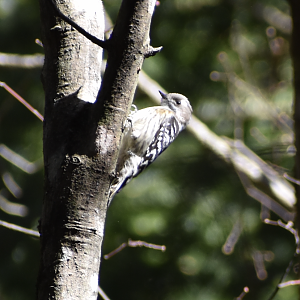 Japanese Pygmy Woodpecker ~ Karuizawa