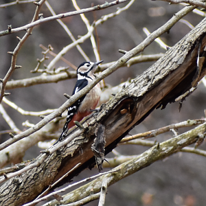 Great Spotted Woodpecker ~ Karuizawa