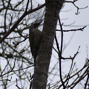 Japanese Green Woodpecker ~ Karuizawa