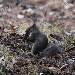 Japanese Squirrel ~ Karuizawa