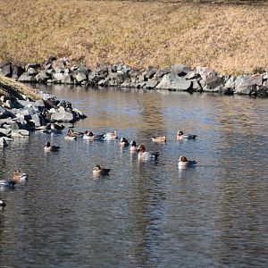 Eurasian Wigeons ~ Karuizawa