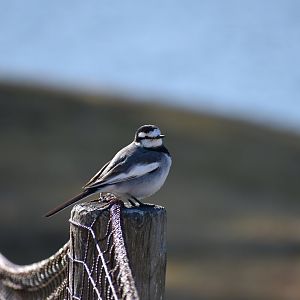 White Wagtail ~ Karuizawa