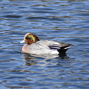 American Wigeon x Eurasian Wigeon Hybrid ~ Karuizawa