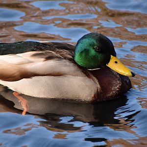 Mallard ~ Karuizawa