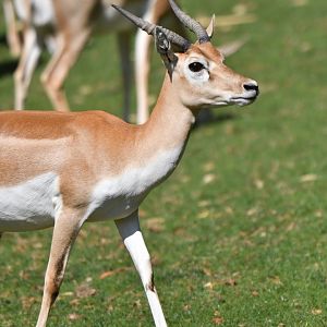Blackbuck Antilope cervicapra