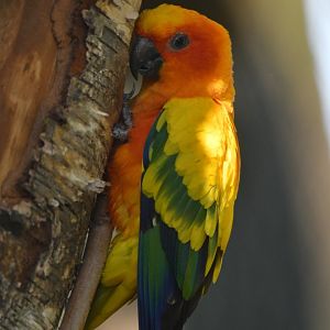 Sun Parakeet Aratinga solstitialis