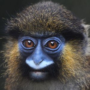 Moustac Cercopithecus cephus