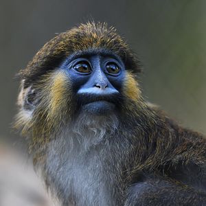 Moustac Cercopithecus cephus