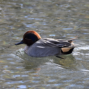 Eurasian Teal ~ Karuizawa