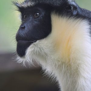 Diana monkey (Cercopithecus diana)
