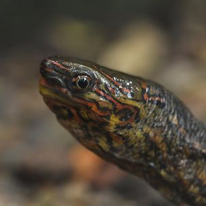 Bourret box turtle (Cora bourreti)