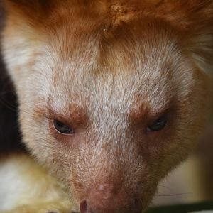 Goodfellow tree knagaroo (Dendrolagus goodfellowi)