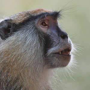 Patas monkey (Erythrocebus patas)