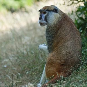 Patas monkey (Erythrocebus patas)